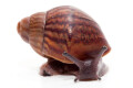 Achatina achatin achatina Ghana typ 1a x 2 juvenil